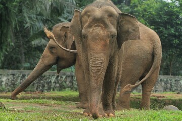 Fototapeta premium A young Sumatran elephant is seen walking in the field during the day.