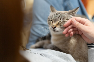 飼い主の膝の上で撫でられる可愛い猫　シャムトラ猫