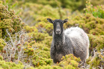 The Gute (Gutefår) is a landrace-based breed of domestic sheep native to the Swedish island of Gotland. Gute sheep standing amung junipers and looking to the camera © Kersti Lindström