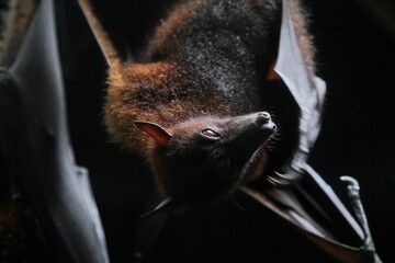 Fototapeta premium close up of a sleeping megabat
