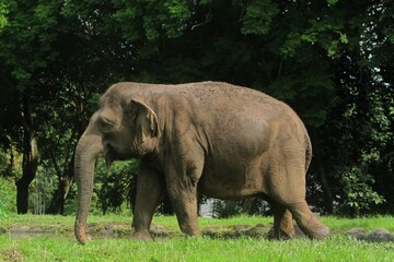 Side view of a young sumatran elephant walking in a field during the day