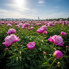 Obraz premium Vibrant pink peonies blooming in sunny flower field