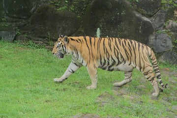Fototapeta premium A Bengal tiger is seen walking calmly on the grass during the day.