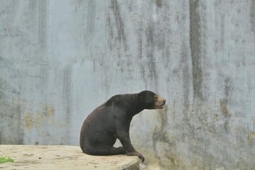 Fototapeta premium side view of a sun bear sitting quietly on the edge of the floor