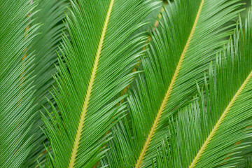 Obraz premium Cycas leaves are widely used in floristry