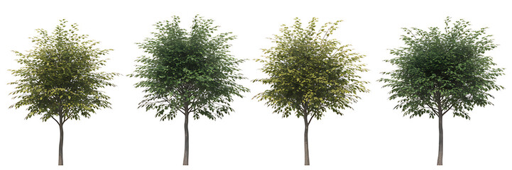 Four Deciduous Green Trees in Various Leaf Densities Isolated on White Background