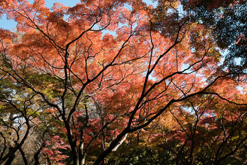 Autumn maple tree canopy with red leaves and branching silhouettes