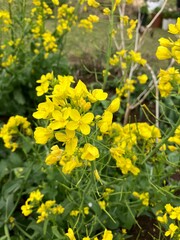 Obraz premium Yellow rapeseed flowers