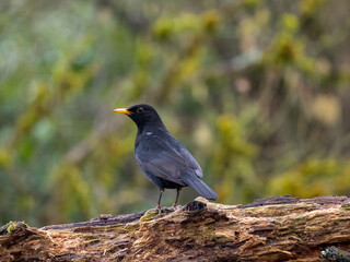 Obraz premium Amsel, Schwarzdrossel, Turdus merula