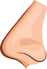 Anatomical Profile View of a Human Nose Vector Illustration