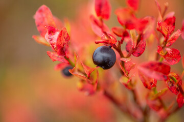 Ripe and juicy European blueberry, Vaccinium myrtillus growing naturally during autumn foliage in Finnish nature