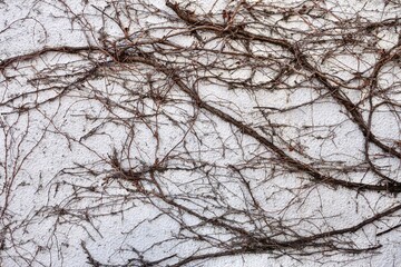 白い壁を這う枯れた蔦