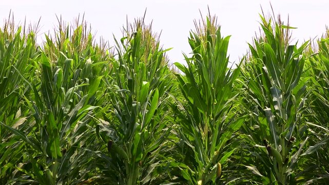 Corn field rows on a farm ready to be picked