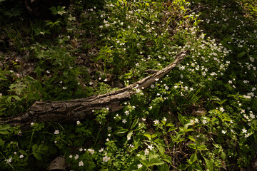 Fototapeta premium Petite white wildflowers surround curved fallen brown tree log