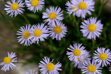 Fototapeta premium Erigeron daisy in rocky soil at high elevation in the Uinta mountains.