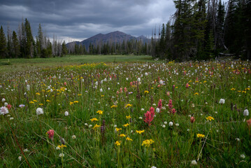 Colorful wildflowers fill an alpine meadow with distant Uinta peaks. © Cavan