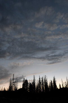 Clouds and pine tree silhouettes after sunset in the Uinta mountains.