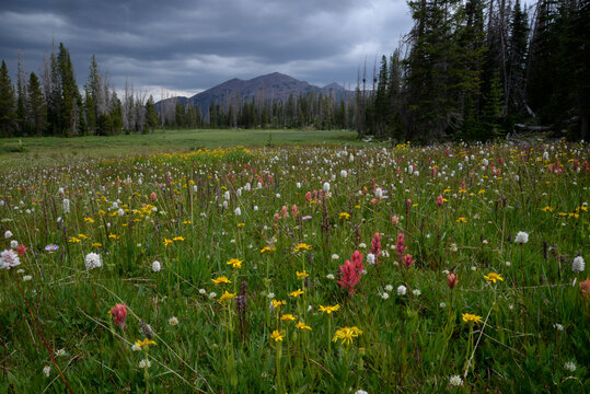 Colorful wildflowers fill an alpine meadow with distant Uinta peaks.