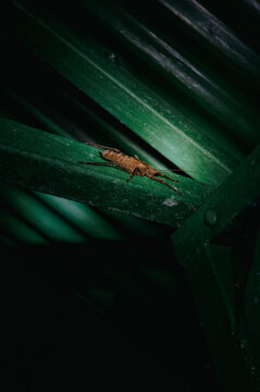 Katydid on Palm Leaf at Night, El Silencio, Arenal, Costa Rica