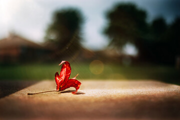 Single Red Leaf on bench with sun flare