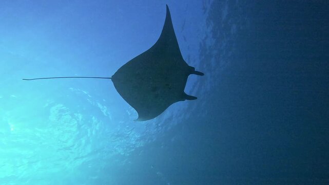 Giant manta ray (Mobula birostris) swimming underwater in blue ocean in manta point nusa penida , indonesia