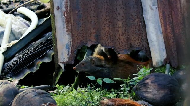 Curious mongoose peeking out from discarded items and natural debris in a cluttered environment