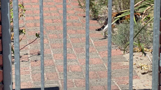 A cat behind a fence slowly walks into the bushes.
