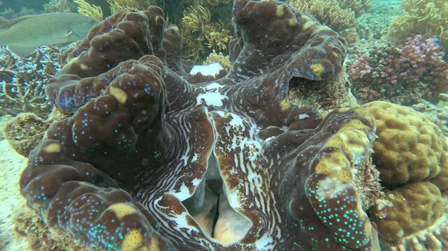 Giant clam (Tridacna gigas) with colorful mantle opening underwater