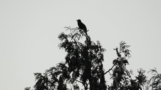 Silhouette of a Common blackbird perched on a treetop, natural habitat