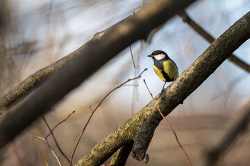 A male great tit sitting in a winterly tilia cordata © Sonja Birkelbach
