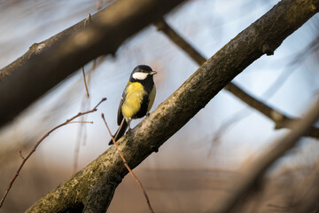 A male great tit sitting in a winterly tilia cordata © Sonja Birkelbach