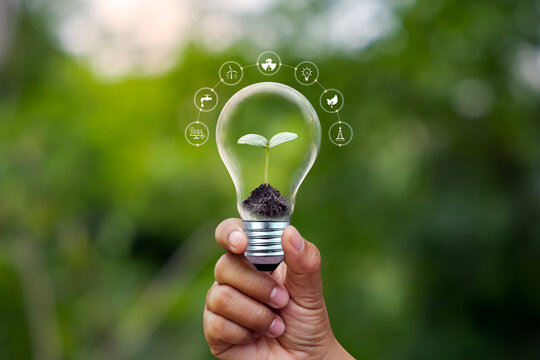 Tree growing on energy-saving light bulb and eco-friendly renewable energy icon.