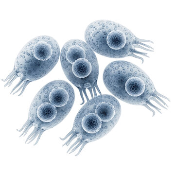 Microscopic view of protozoa cells microorganisms biology isolated on a transparent background
