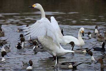 大きく羽を伸ばし威嚇する白鳥