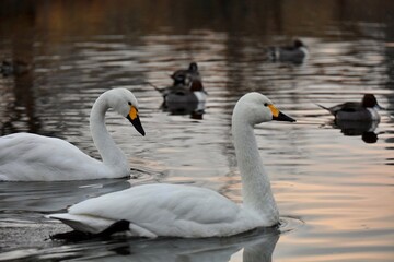 静かな夕方の白鳥 © もふいち