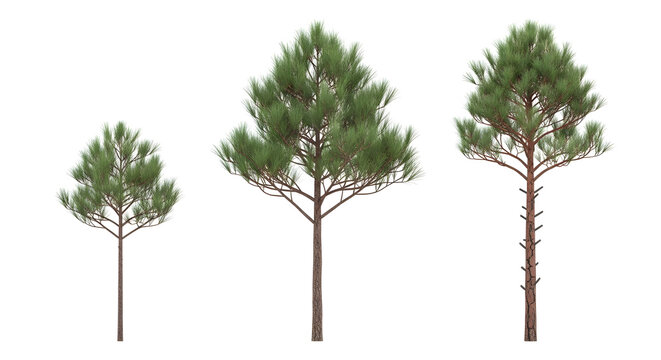 Pinus Rigida Vector
