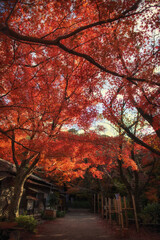 The scenery of Iwashimizu Hachimangu Shrine in Kyoto, Japan in autumn.