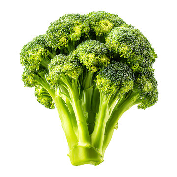 Vibrant Green Broccoli Head with Fresh Florets for Healthy Recipes