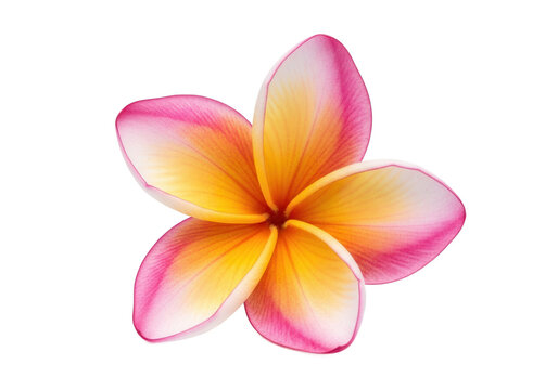 Pink and yellow plumeria flower petals isolated on a transparent background