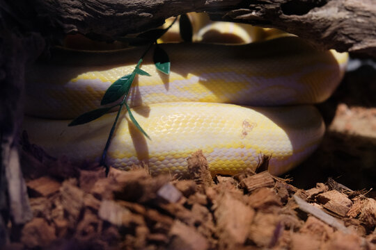 Close up of a coiled albino python with yellow and white scales resting on wood chips