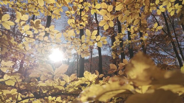 Professional Ungraded Flat Low Angle Pan Into Defocused Foreground Foliage Sunlit