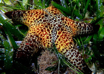 Philippines sea life