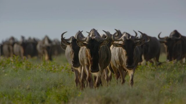A large herd of maned cattle have arrived at a fresh pasture of grass to feed.