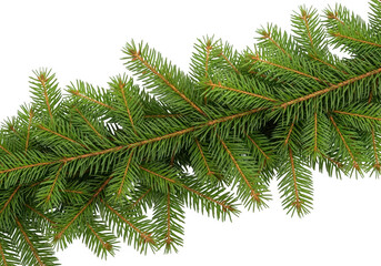 Close up of a fresh green fir tree branch isolated on transparent background