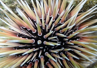 Philippines sea life