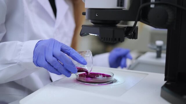 Woman in white coat preparing agar plate for microscopic examination. Medical laboratory and research concept.