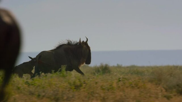 A newborn wild maned calf runs after its mother.