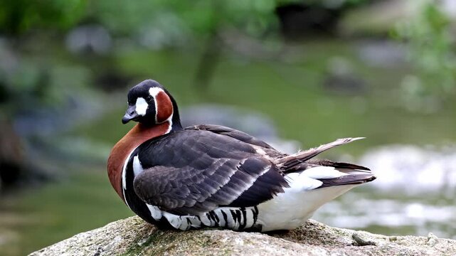 Branta ruficollis, Red-breasted Goose brightly marked species of goose in the genus Branta from Eurasia, breeds in Arctic Siberia, mainly on the Taymyr Peninsula.