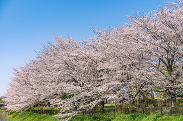 日本の春の風景　桜