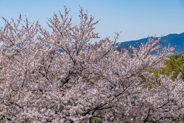 日本の春の風景　桜